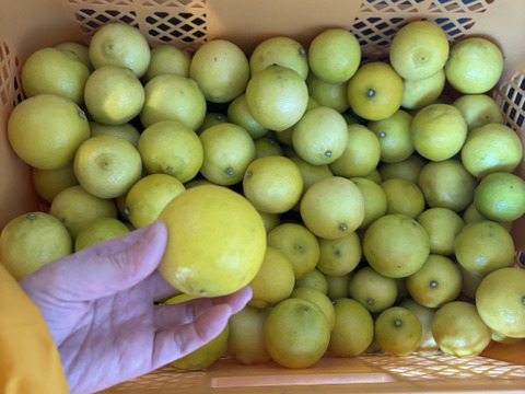 1kg【お買得】香りが良い完熟タヒチライム★防腐剤・ワックス不使用、農薬節減★無選別お徳用