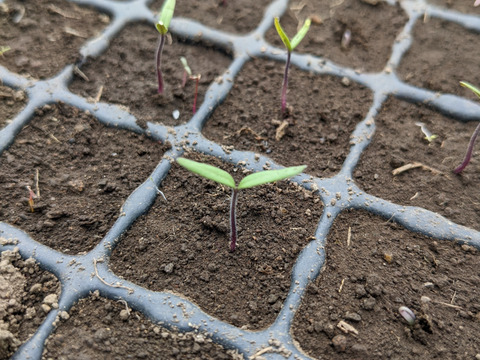 【ゲン担ぎ福袋】自然栽培トマトソース3個+全粒粉入りパスタ3袋セット