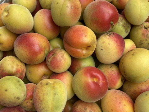 🩷自然農🍑高知産桃みたいな梅⭐︎農薬化学肥料除草剤なし無肥料💖つやつや稀少2キロ中〜小のこぶり