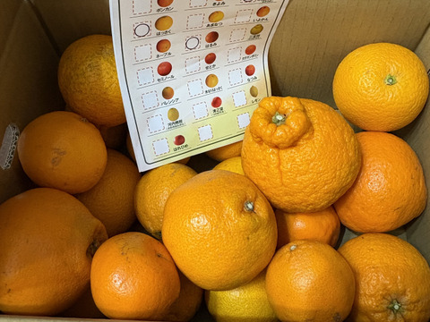 【ご予約受付中】春かんきつお楽しみ箱【家庭用(訳あり)】5kg