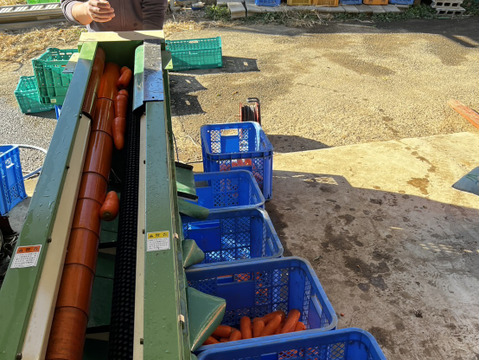 とっても甘い！向陽２号にんじん10kg