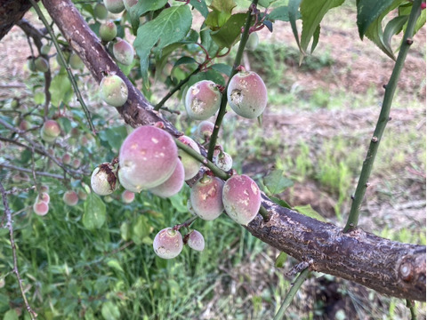【1口5000円】令和7年 雹（ひょう）被害 生産者応援チケット