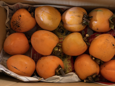 愛媛県丹原町産　あたご柿　干し柿用渋柿　訳あり箱込み10キロ