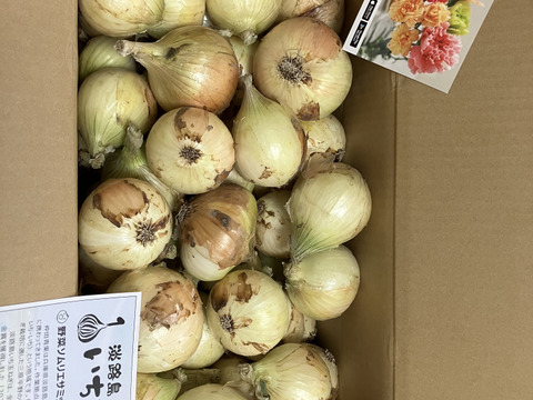 【訳あり】淡路島新玉ねぎ10kg【野菜ソムリエサミット金賞🏆】