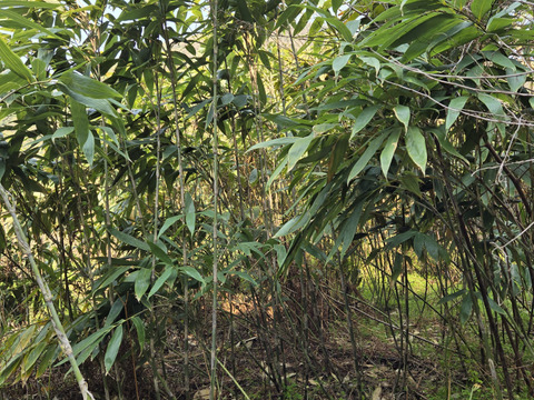 ★自然栽培　根曲がり竹　ネマガリダケ　姫竹　1キロ　冷蔵専用箱発送