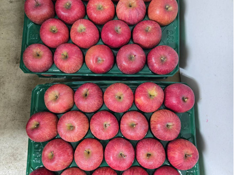 【ギフト】【小玉りんご】5kg 甘い！美味しい！家庭用小玉サンふじ(25~28玉)よく、どこに傷があるの？と聞かれます 長野県山ノ内町志賀高原麓