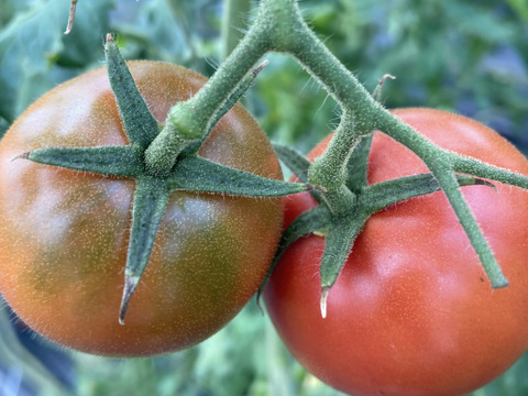 🍅完熟ジューシー！濃い味トマト たっぷり3㎏前後