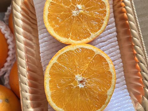 【アワード受賞】芳醇な味と香り 訳あり 白柳ネーブル 2kg サイズ混合 仲屋 海瀬農園