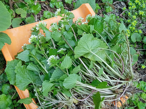 春のしるし天然花わさび200ｇ｜白神山麓より｜ツンとくる春