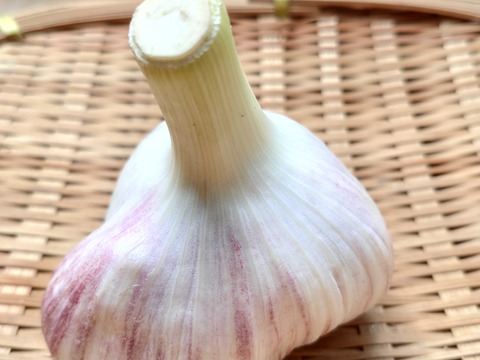 【期間限定予約販売】フレッシュ生にんにく『ピンク』（北海道在来種） 1kg　※７月31日受注分で終了予定〈農薬・化学肥料不使用自家栽培にんにく〉