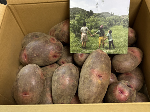 2026年1月掘りたて！【グラウンドペチカ】デストロイヤー（2kg）