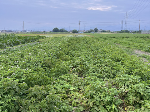 驚きの紫！新じゃが「シャドークイーン」5kg【自然栽培】