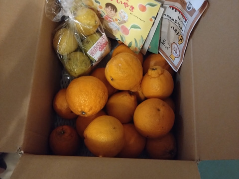 【家庭用】どすこい!!横綱みかん4kg※少々キズあり大小まざり【夜市限定】