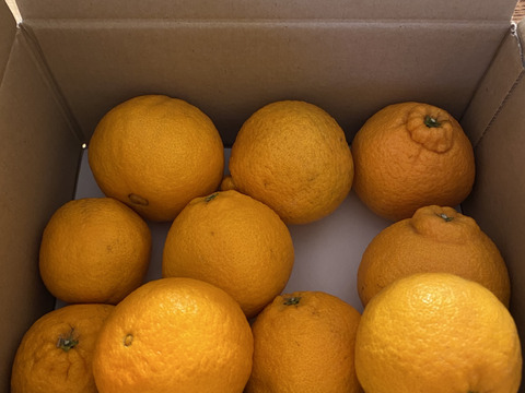 完熟で甘い！静岡県産 不知火（しらぬい／デコ）（M～L、8～12玉）〈糖度13～17度〉約２㎏（箱込）