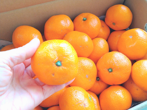 絶品‼️【蔵出し年越し貯蔵】定番Mサイズ3キロ箱　有田みかん
