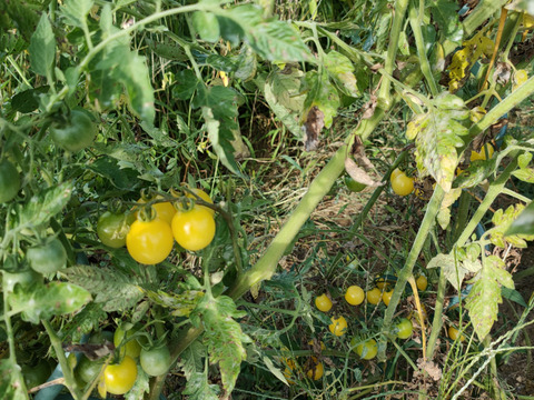 固定種トマト　ホワイトチェリー＆アンデストマト　農薬化学肥料不使用