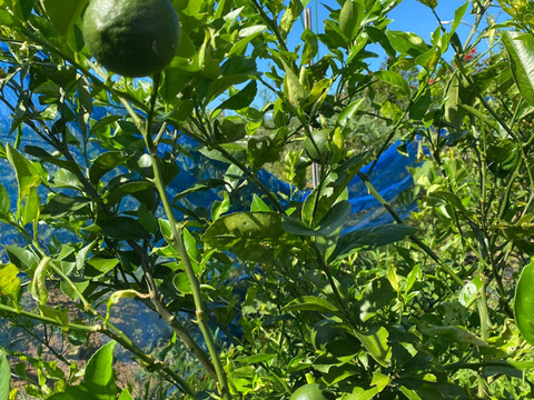 【2022年9月予約販売】果汁たっぷりのレモン 1kg