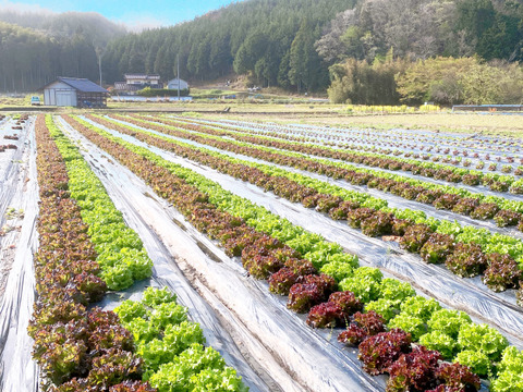4kg【数量限定】農薬不使用のリーフレタス！今だけの柔らかいレタスが食べれる！
