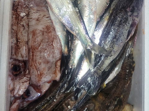 【知床らうす直送】梅コース8kg詰 (未利用魚ボックス 低利用魚も入ります) 海鮮セット 鮮魚ボックス 海鮮ボックス