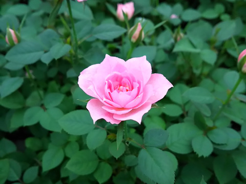 早割価格!!【母の日ギフト】ローズスタンドバスケット・・・4/27-5/8発送