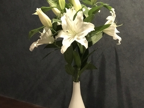 ~Life with Lilies~【オリエンタルユリ白】5本束