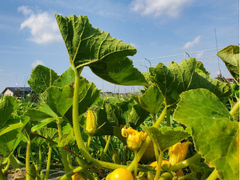 コリコリ食感！コリンキー！2玉