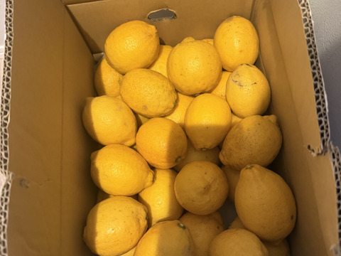 【訳アリ】『広島県産レモン 5kg（35個前後）』栽培期間中農薬不使用