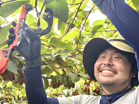 幻の一口キウイ！『さぬきキウイっこ®』訳あり・ご家庭用・5kg（７０～１００個）