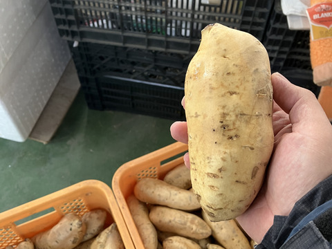 さつまいも　しろほろり　2キロ