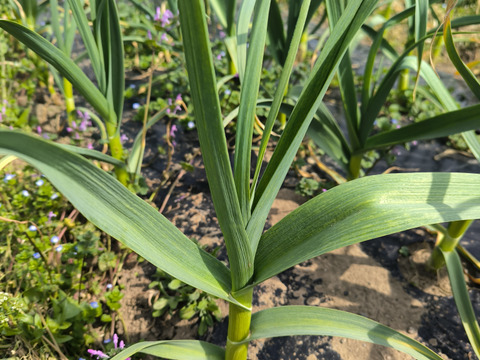 埼玉育ち！みんなのニンニク（嘉定種）500g
