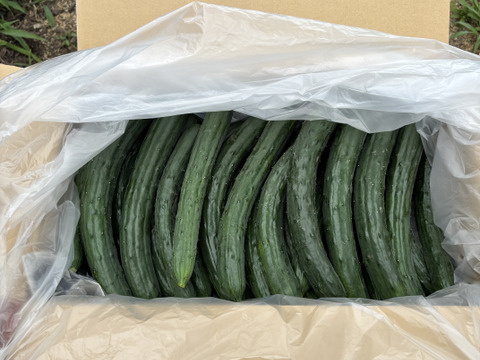 農薬・化学肥料不使用 きゅうり キュウリ箱込み5kg(内容量4.7kg程) 埼玉県認証特別栽培