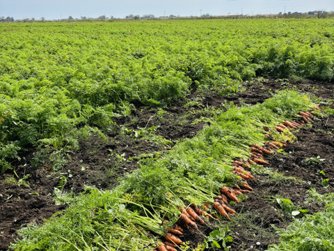※新規出品※栄養満点！やさしい甘さ！浦幌産のにんじん10kg