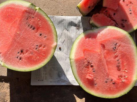 訳あり！夏スイカ！「極上スイカ」7kg×2個