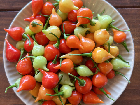 ビキーニョ 500g