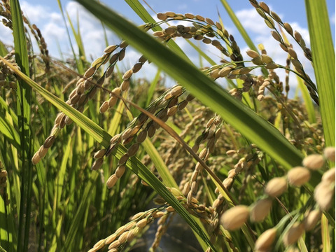 【令和7年新米】自然栽培ササシグレ玄米（静岡県産・3kg／ご家庭用）