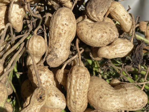 【今が旬】千葉県産おおまさり！農薬不使用（1kg）