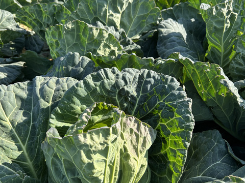 やわらか春キャベツ　5玉