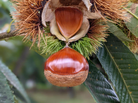 【新鮮生栗　無殺虫処理】栗の女王　人丸　2L(1kg)