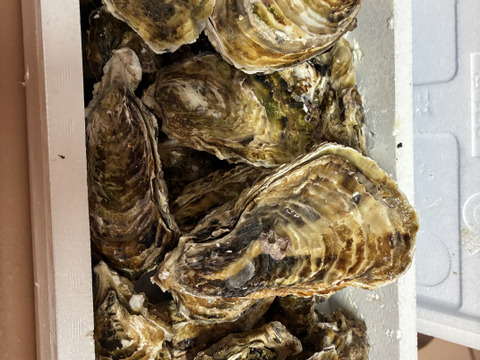 【水産庁補助事業　送料無料】🦪 生食用３ｋｇ（18~48粒） 殻付き 牡蠣 牡蛎 殻付き牡蛎 kaki カキ 松島牡蠣屋 生牡蠣にも、BBQに最適🔥 海産物 オイスター A
