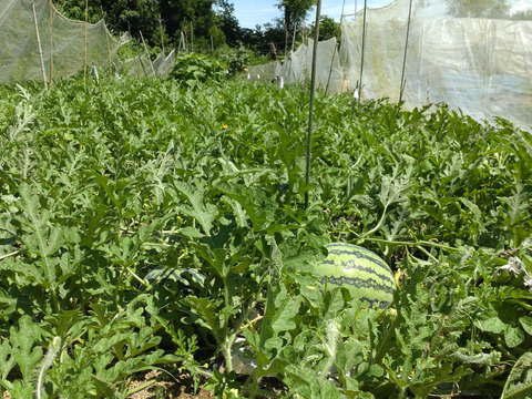 【単品🏣ゆうパック】スイカ🍉６〜７キロサイズ☆農薬、除草剤、化学肥料不使用🏣ゆうパック80サイズでお届け