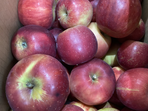 終了間近！家庭用訳あり紅玉箱込5.5キロバラ詰　りんご