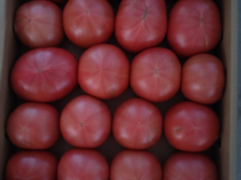 【訳有り品】キズあり不揃いトマト約3.6キロ