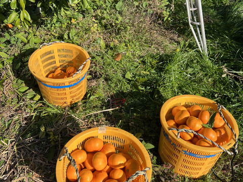 【柑橘おまけ付き】湘南&青島みかんストレートジュース500ml2本＆八朔ストレートジュース500ml2本セット熨斗対応可