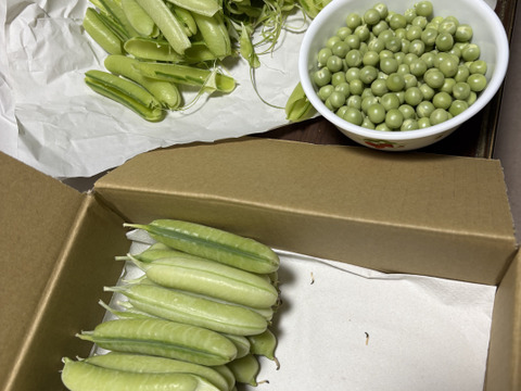 うすいえんどう(ウスイエンドウ) 和歌山の春をお届けします