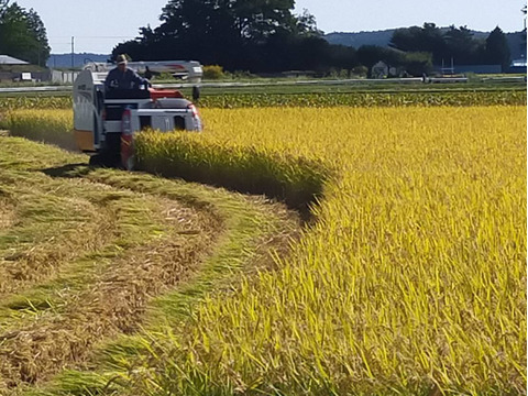 青森県産 ブランド米 まっしぐら 10kg 一等米 無洗米 2023年度産 米 精米したて