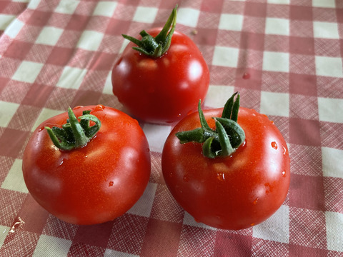 増量‼️てんとうむしの色々トマト1.8キログラム