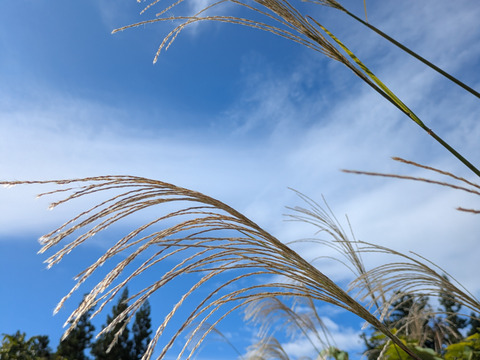 ススキ　約12本　50センチサイズ