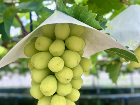 ポム　雄宝（ゆうほう）　1房×2箱　美味しい葡萄園 数量限定】大迫力！極大粒ぶどう 雄宝1房900g〜：大阪府産の雄宝