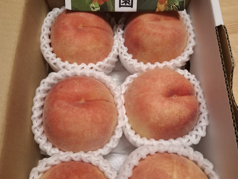 【お届けは８月下旬～】川中島白桃「大人気の桃は食べて納得の美味さ♪」1.5kg