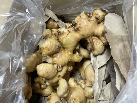 冷蔵便【自然栽培】岡山県産・露地栽培 新生姜《3kg》✨キリっ！と香り爽やか〜皮ごと安心・掘り立てフレッシュ♪